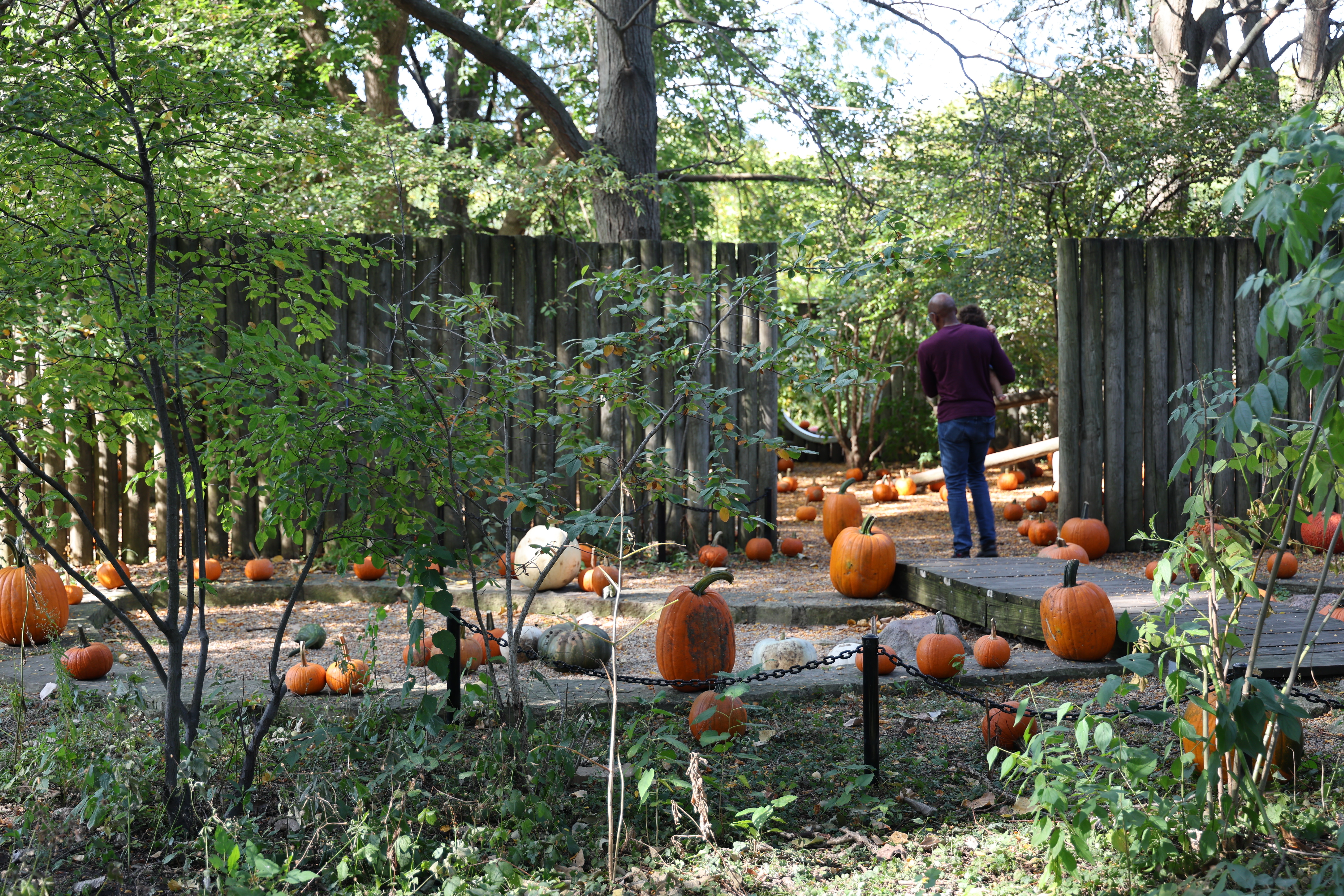 Pumpkins scattered in a garden, with a man and child.